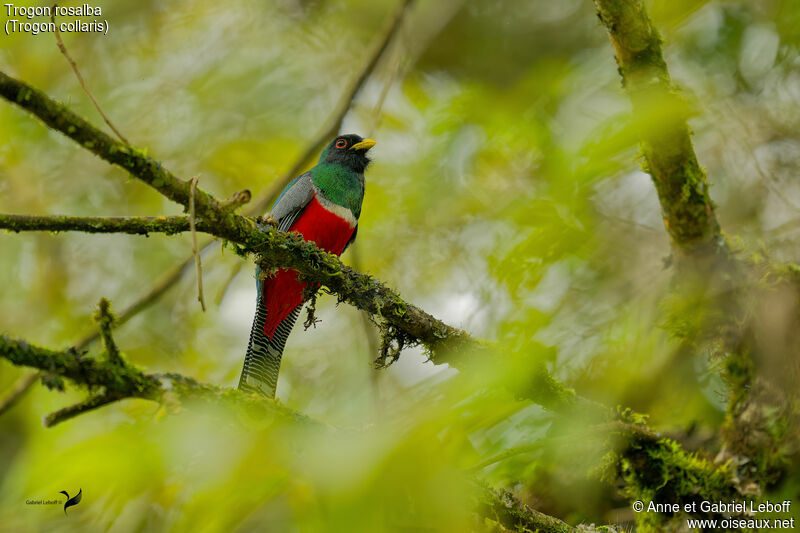 Collared Trogon male adult