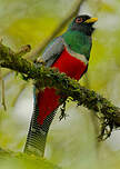 Trogon rosalba