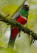 Collared Trogon