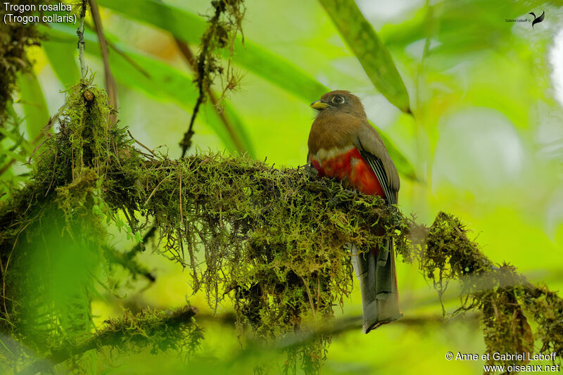 Collared Trogon female adult