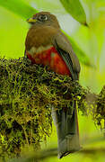 Collared Trogon