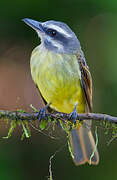 Golden-bellied Flycatcher