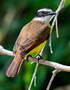 Great Kiskadee