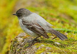 Torrent Tyrannulet