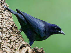 Shiny Cowbird