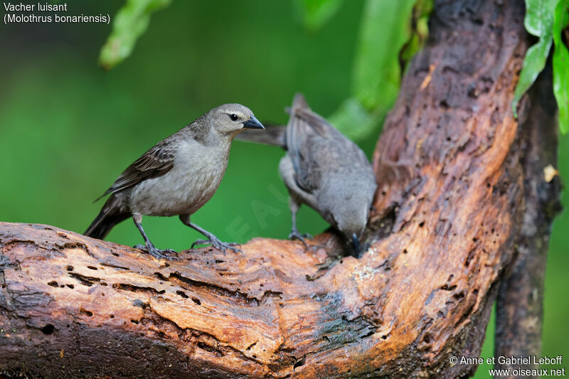 Shiny Cowbird female adult