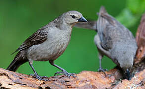 Shiny Cowbird