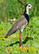 Long-toed Lapwing