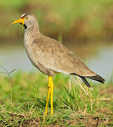 African Wattled Lapwing