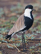 Spur-winged Lapwing