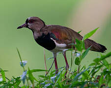 Southern Lapwing