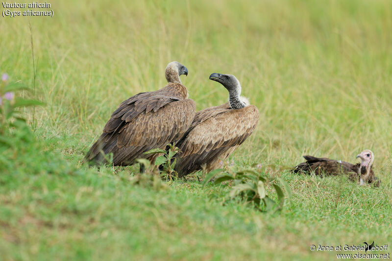 White-backed Vulture