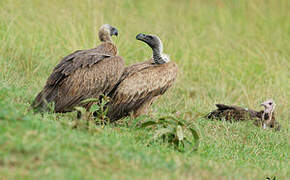 White-backed Vulture