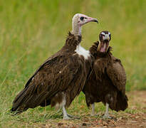 Hooded Vulture