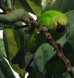 Verdin à front d'or