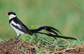 Pin-tailed Whydah