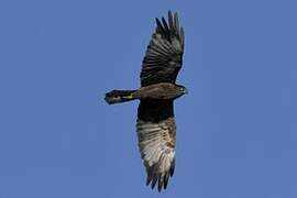 Western Marsh Harrier