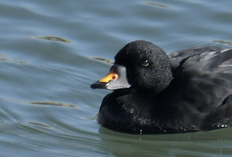 Common Scoter male adult post breeding, close-up portrait