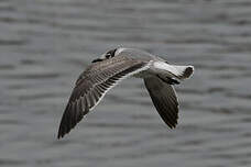 Mouette de Franklin