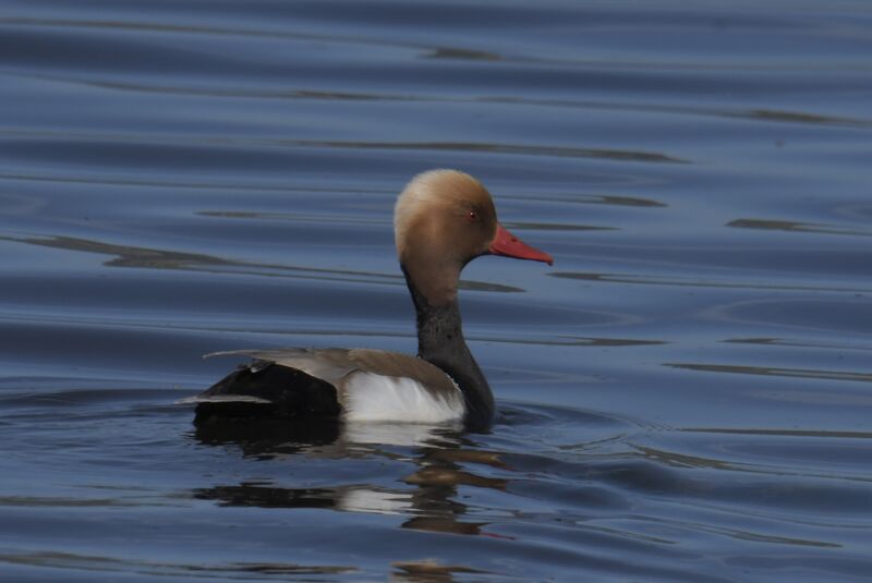 Red-crested Pochard male adult breeding, identification, moulting, swimming