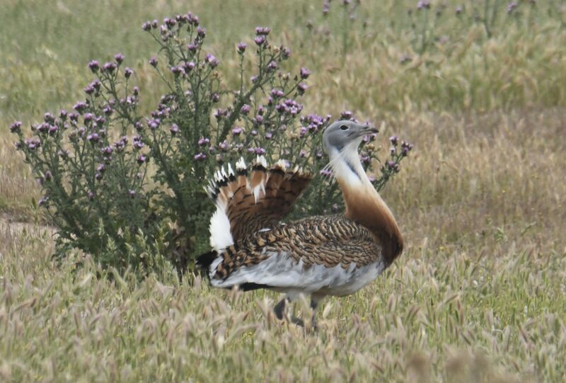 Great Bustard male adult breeding, identification, courting display