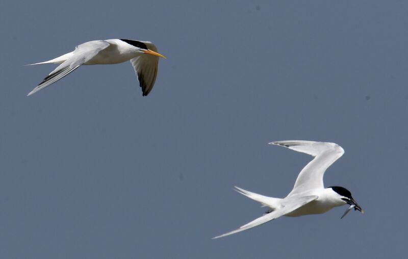 Sterne éléganteadulte nuptial, Vol, pêche/chasse