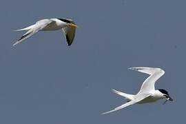 Elegant Tern