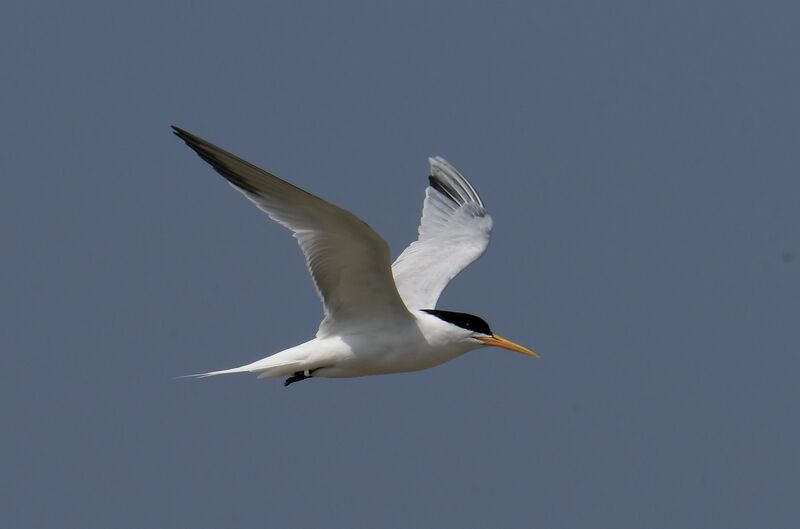 Elegant Ternadult breeding, Flight