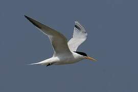 Elegant Tern