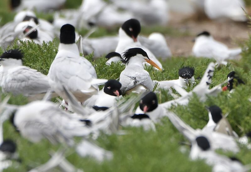 Elegant Ternadult breeding, identification