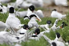 Elegant Tern