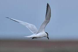 Gull-billed Tern