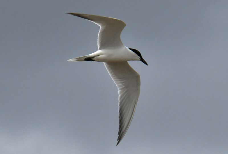 Gull-billed Ternadult breeding, Flight