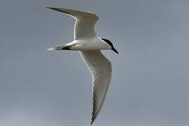 Gull-billed Tern