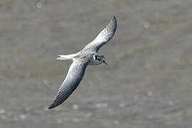 Little Tern