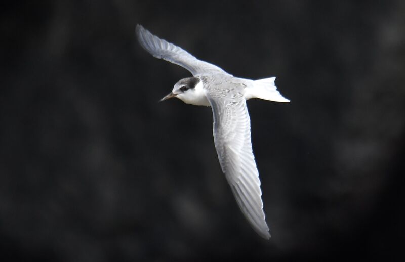 Sterne naine1ère année, mue, Vol, pêche/chasse