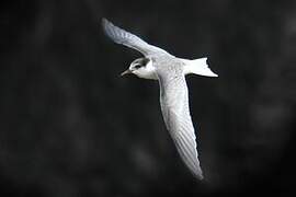 Little Tern