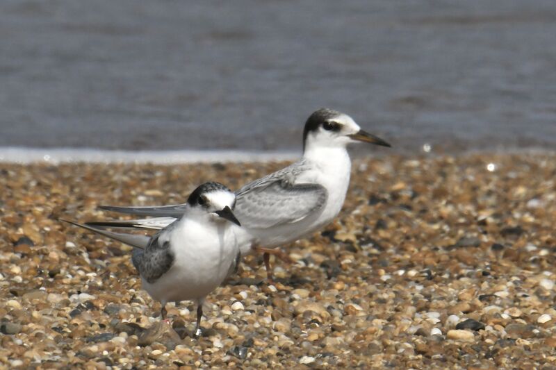 Little TernFirst year, identification, moulting, walking