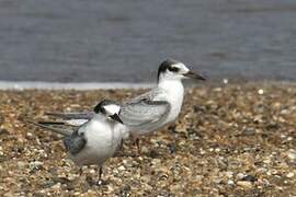 Little Tern