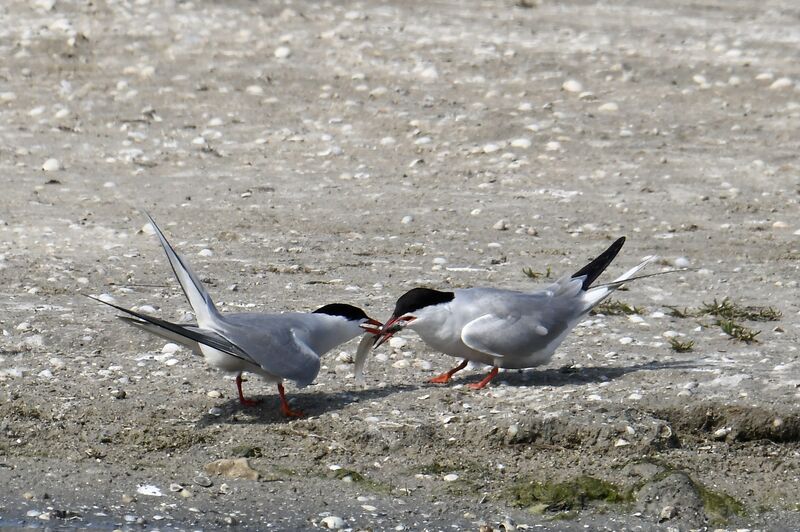 Common Ternadult breeding, courting display