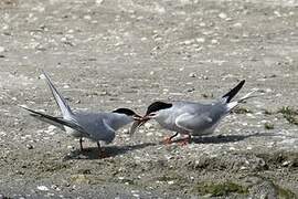 Common Tern