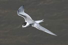 Common Tern