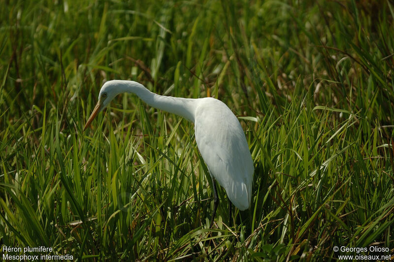 Plumed Egretadult