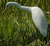 Plumed Egret