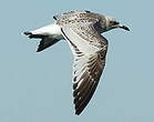 Mouette mélanocéphale