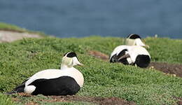 Eider à duvet