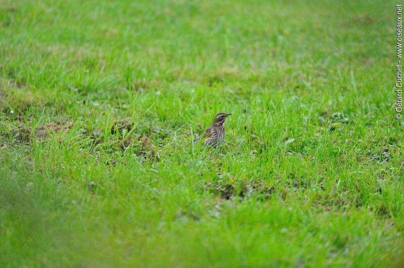 Redwing female First year