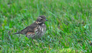 Redwing