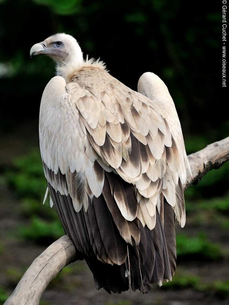 Himalayan Vulture - Gyps himalayensis - gecu191758