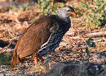 Francolin de Hildebrandt